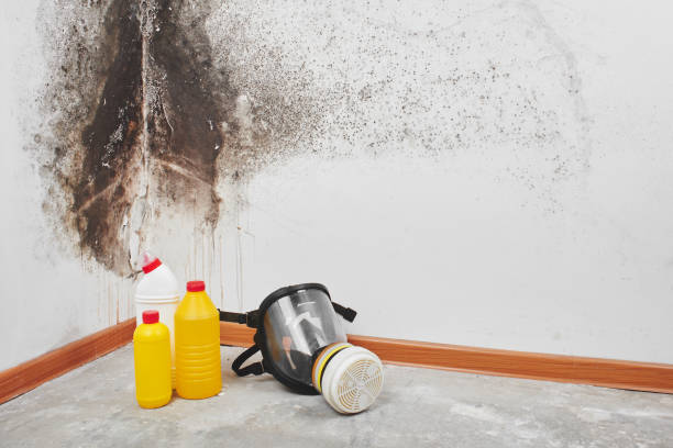Certified Mold Removal in Puhi, HI