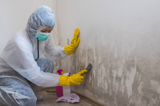 Home Mold Removal in Puhi, HI