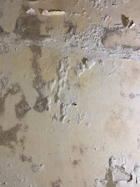 Best Local Mold Removal Service  in Pu, HI