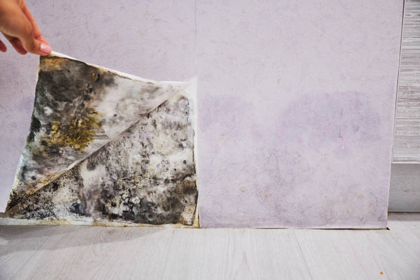 Best Crawl Space Mold Removal  in Pu, HI